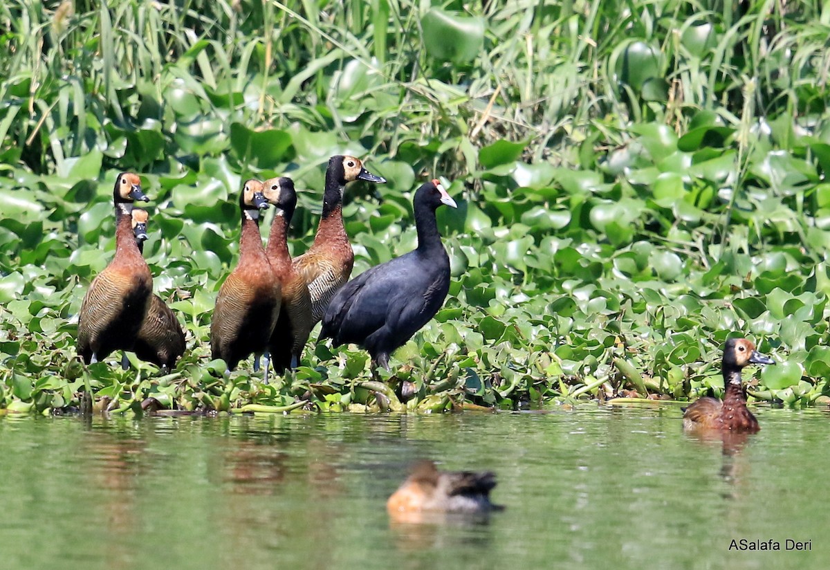 Red-knobbed Coot - Fanis Theofanopoulos (ASalafa Deri)