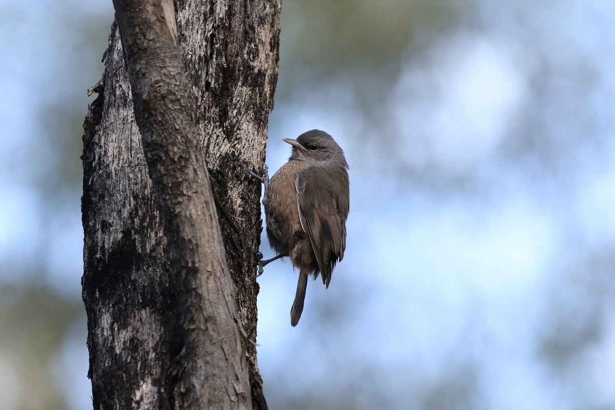 Brown Treecreeper - ML266175041