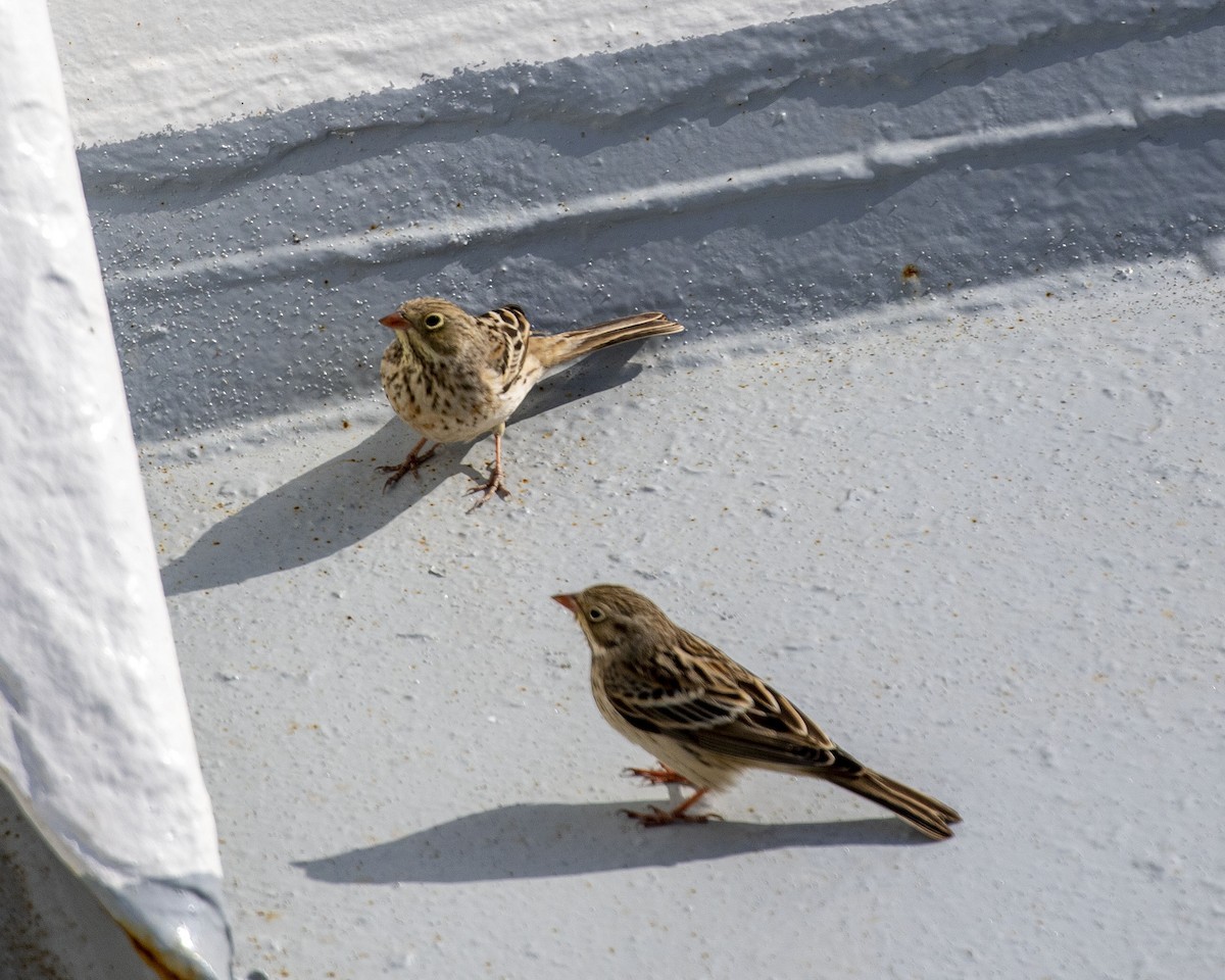 Ortolan Bunting - ML266175051