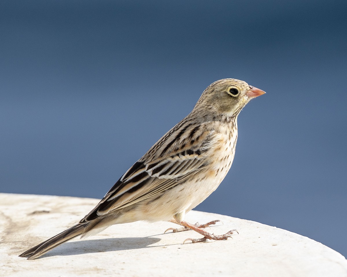 Ortolan Bunting - ML266175061