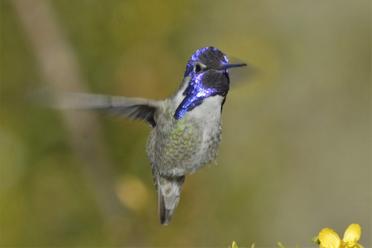 Costa's Hummingbird - David Hollie
