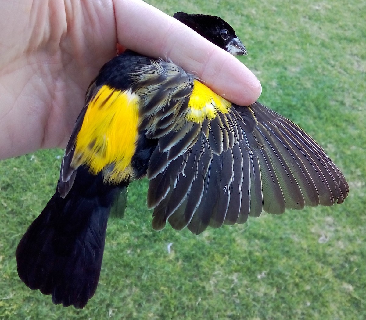 Yellow Bishop - Dieter Oschadleus