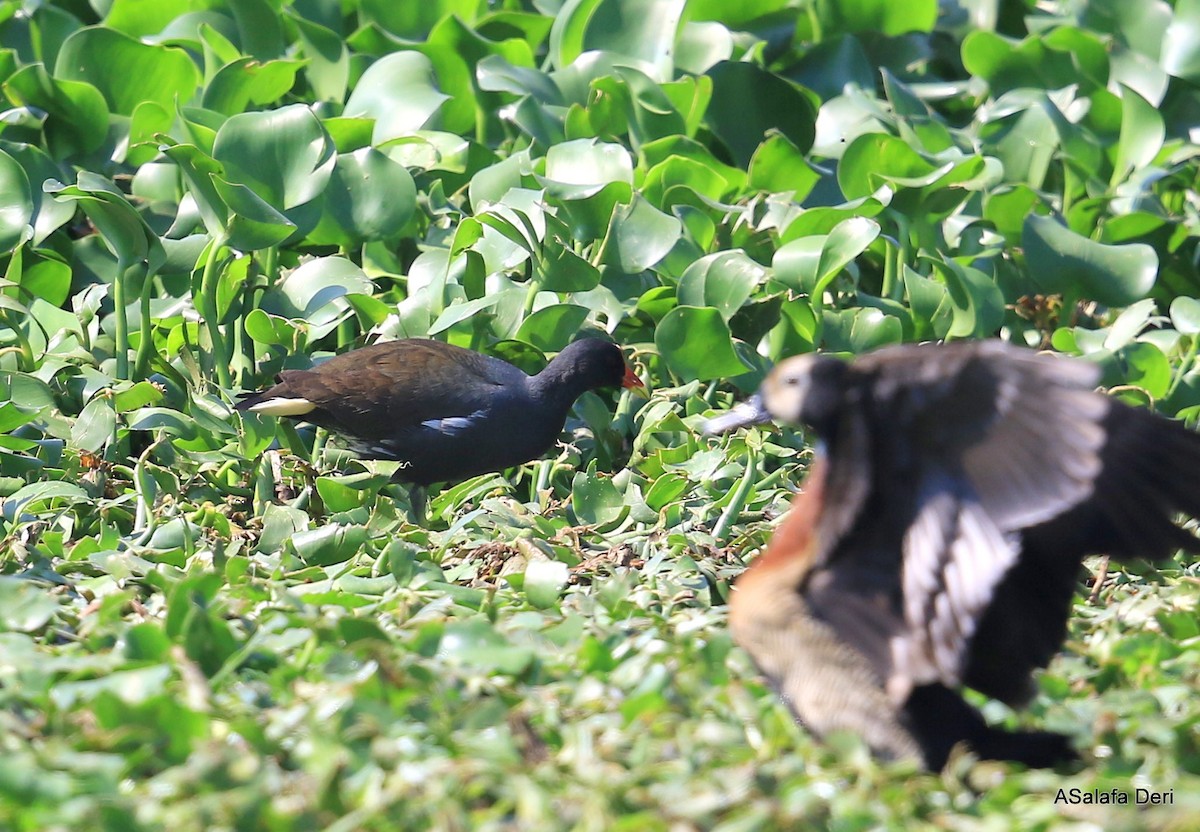 Eurasian Moorhen - Fanis Theofanopoulos (ASalafa Deri)