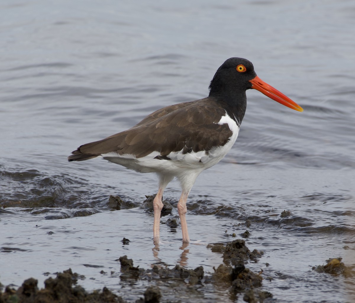 American Oystercatcher - ML266178161