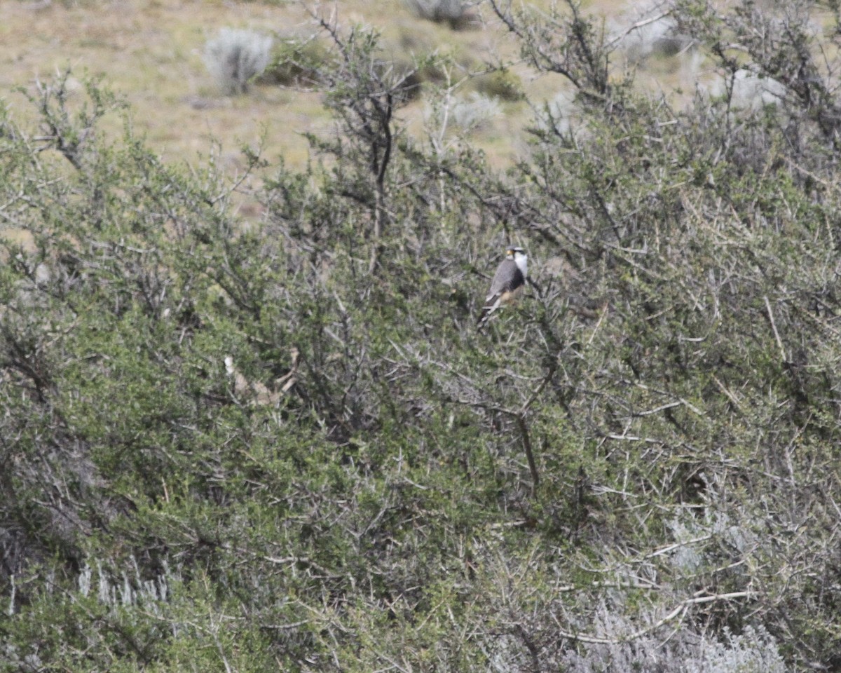 Aplomado Falcon - Sam Shaw