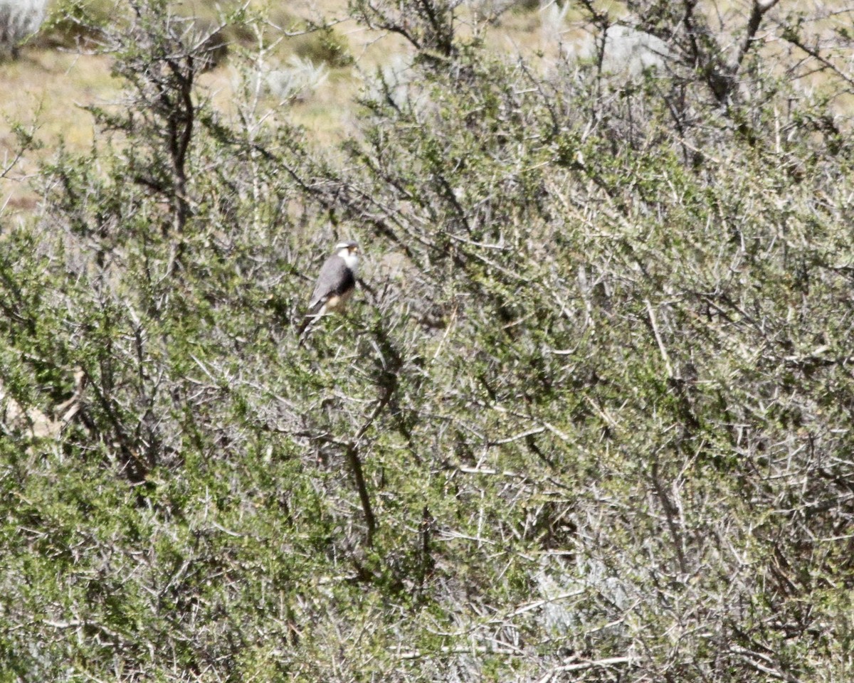 Aplomado Falcon - ML266179741