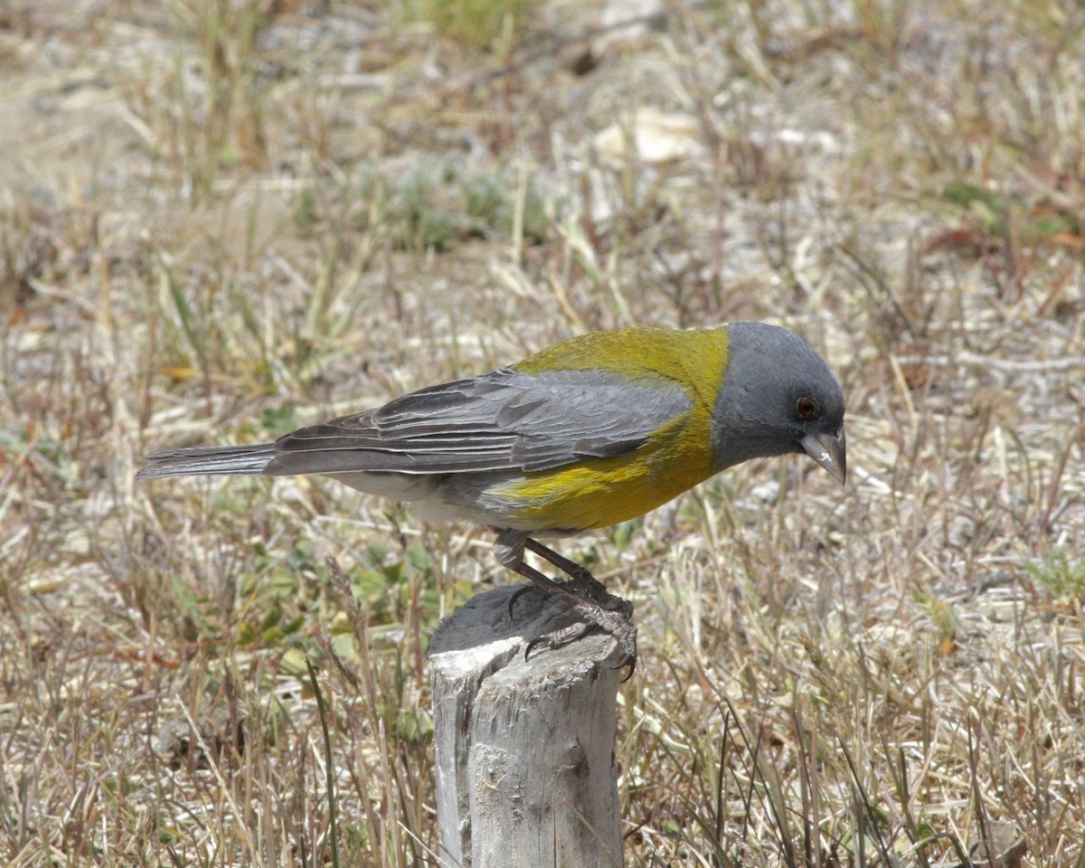 Gray-hooded Sierra Finch - ML266181511