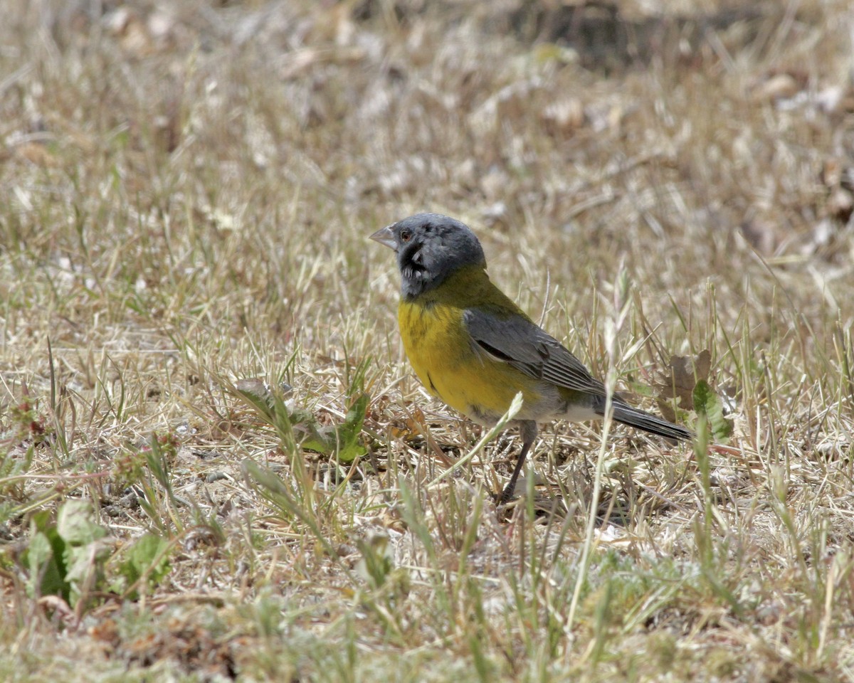 Gray-hooded Sierra Finch - ML266181521