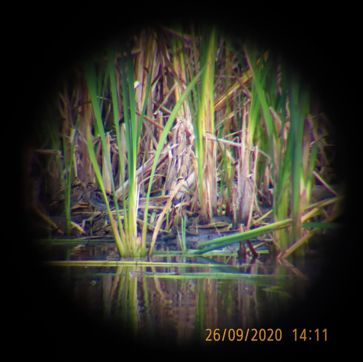 Wilson istingorra - ML266181801