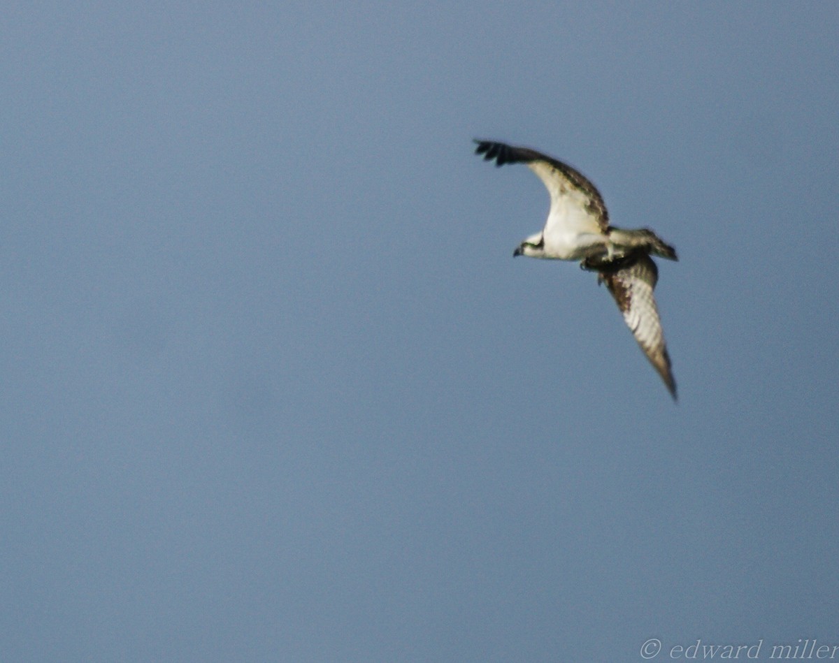 Osprey - Randy Miller