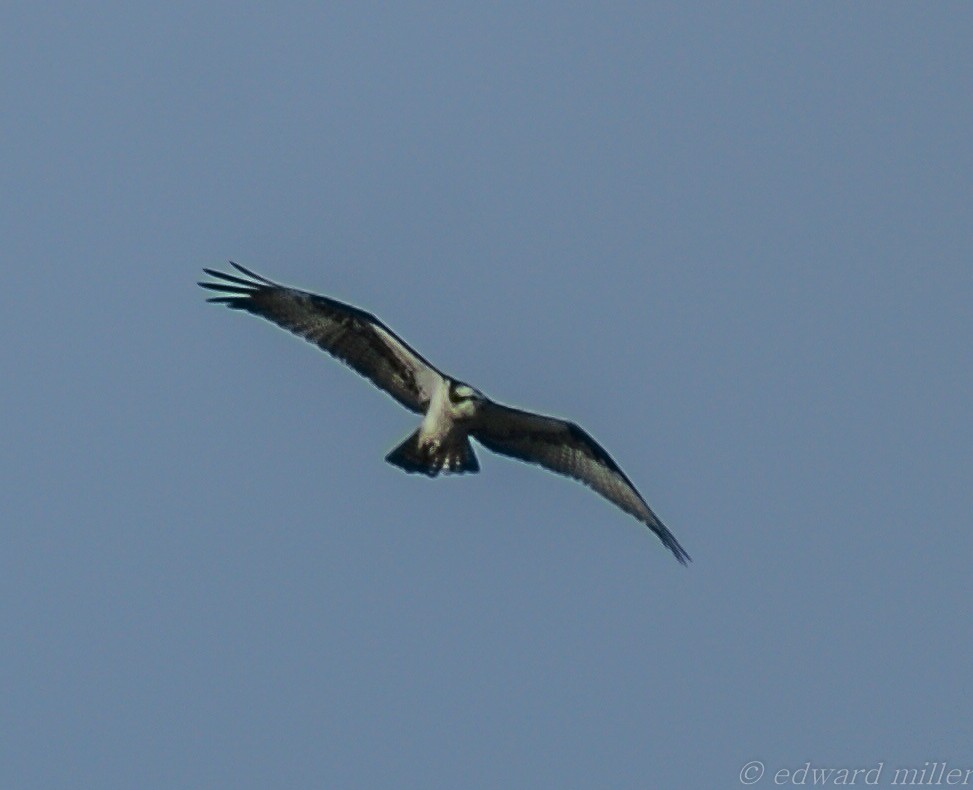 Balbuzard pêcheur - ML26618191