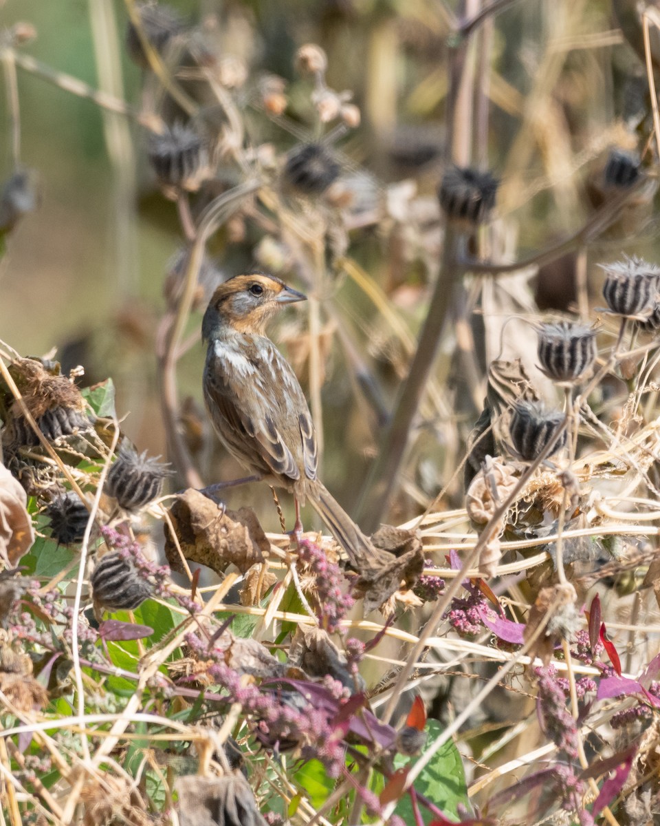 Nelson's Sparrow - Victor Vega