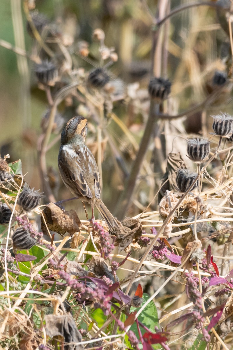 Nelson's Sparrow - Victor Vega