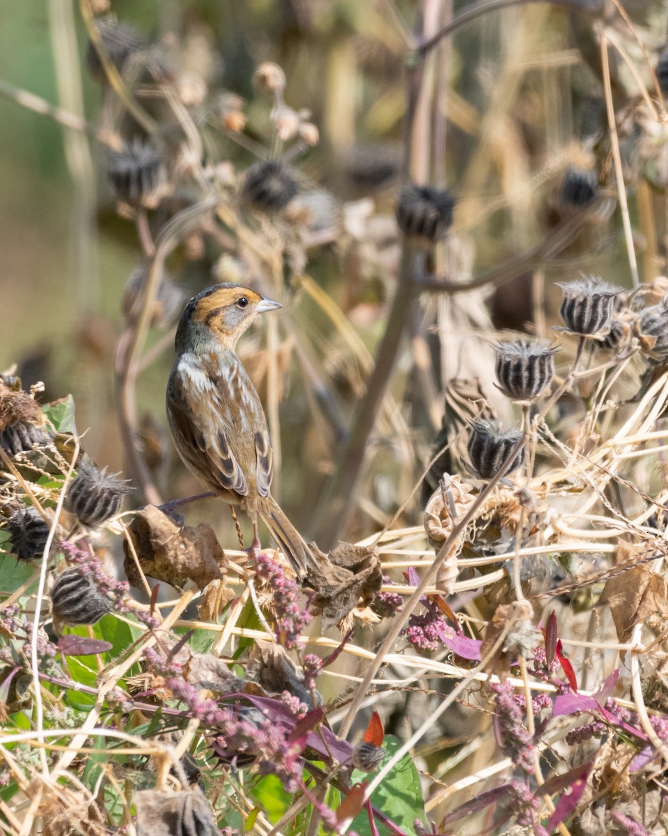 Nelson's Sparrow - ML266184921