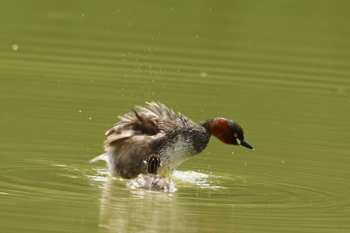 Little Grebe - ML266185391