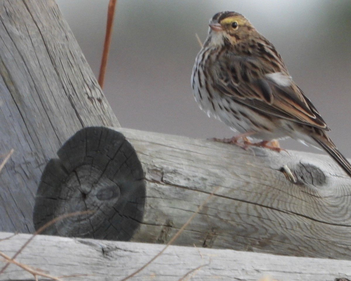 Savannah Sparrow - ML266186551
