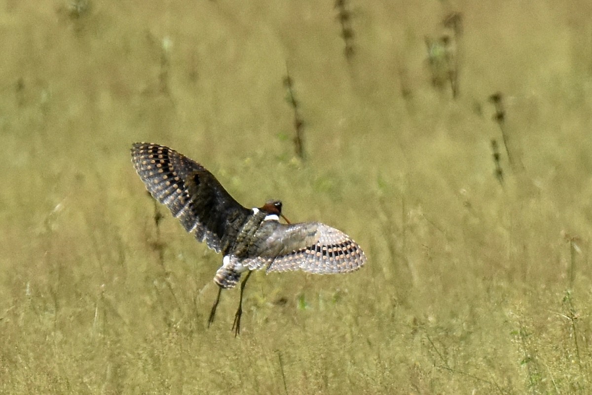 Greater Painted-Snipe - ML266187551