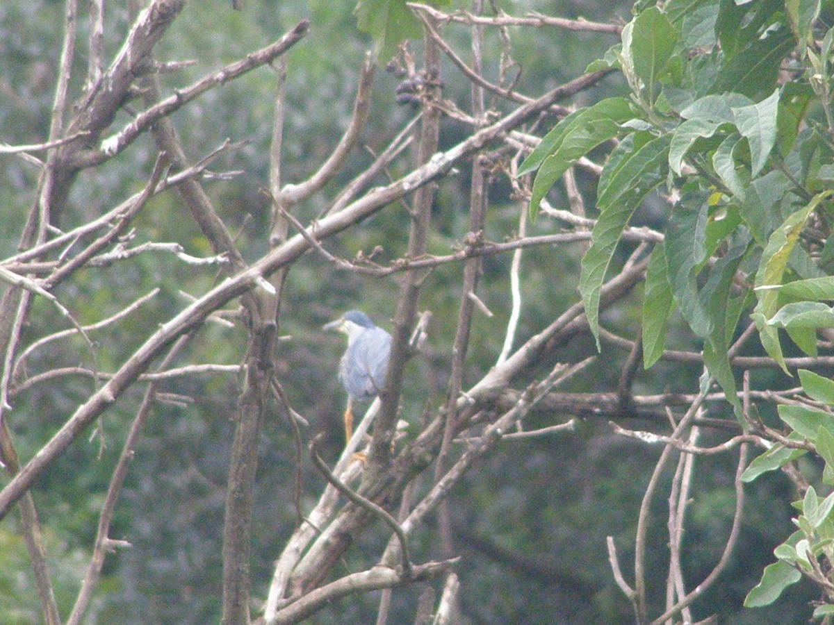 Striated Heron - ML266188741