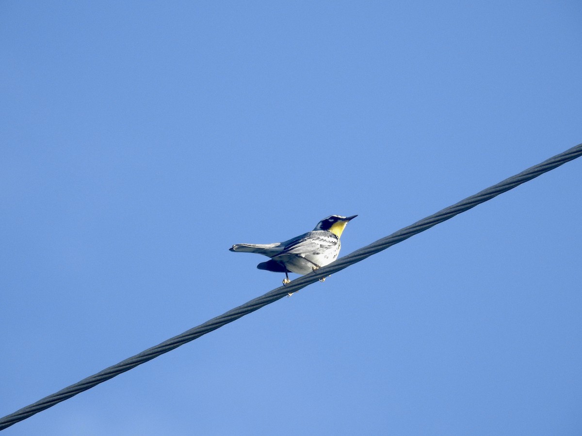 Yellow-throated Warbler - ML266189591