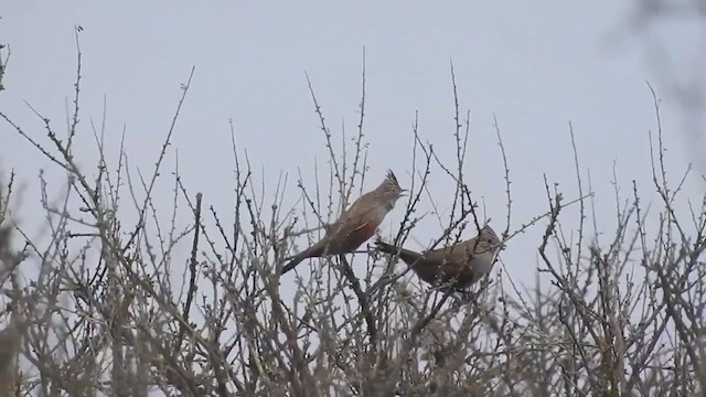 Crested Gallito - ML266189941