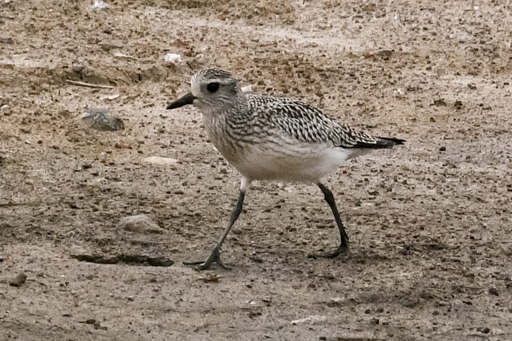 Black-bellied Plover - Lila Theis