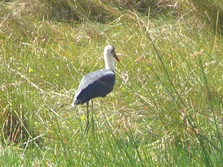 African Woolly-necked Stork - ML266193341