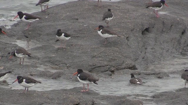 Ostrero Euroasiático (grupo ostralegus) - ML266193841