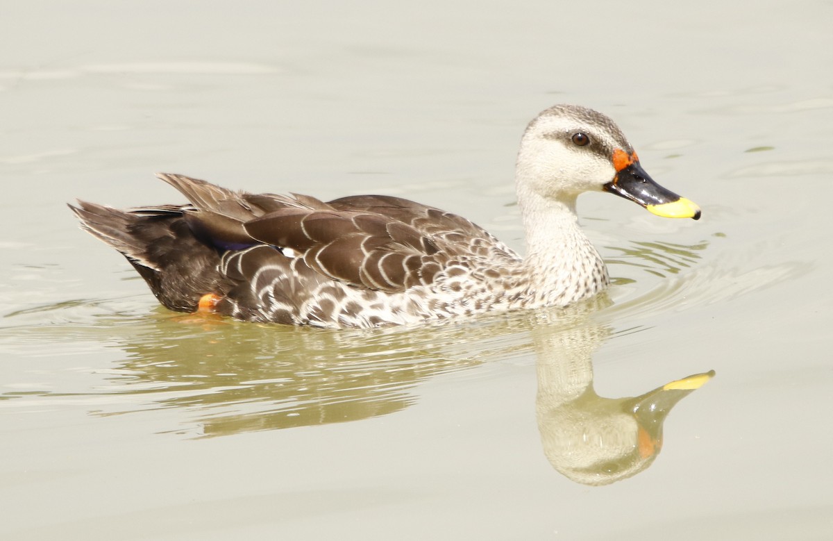 Indian Spot-billed Duck - Bhaarat Vyas