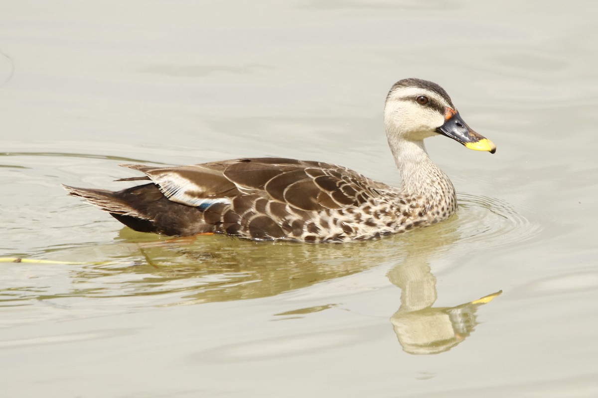 Indian Spot-billed Duck - Bhaarat Vyas