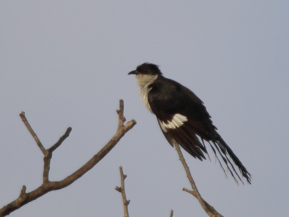 Pied Cuckoo - Shekar Vishvanath