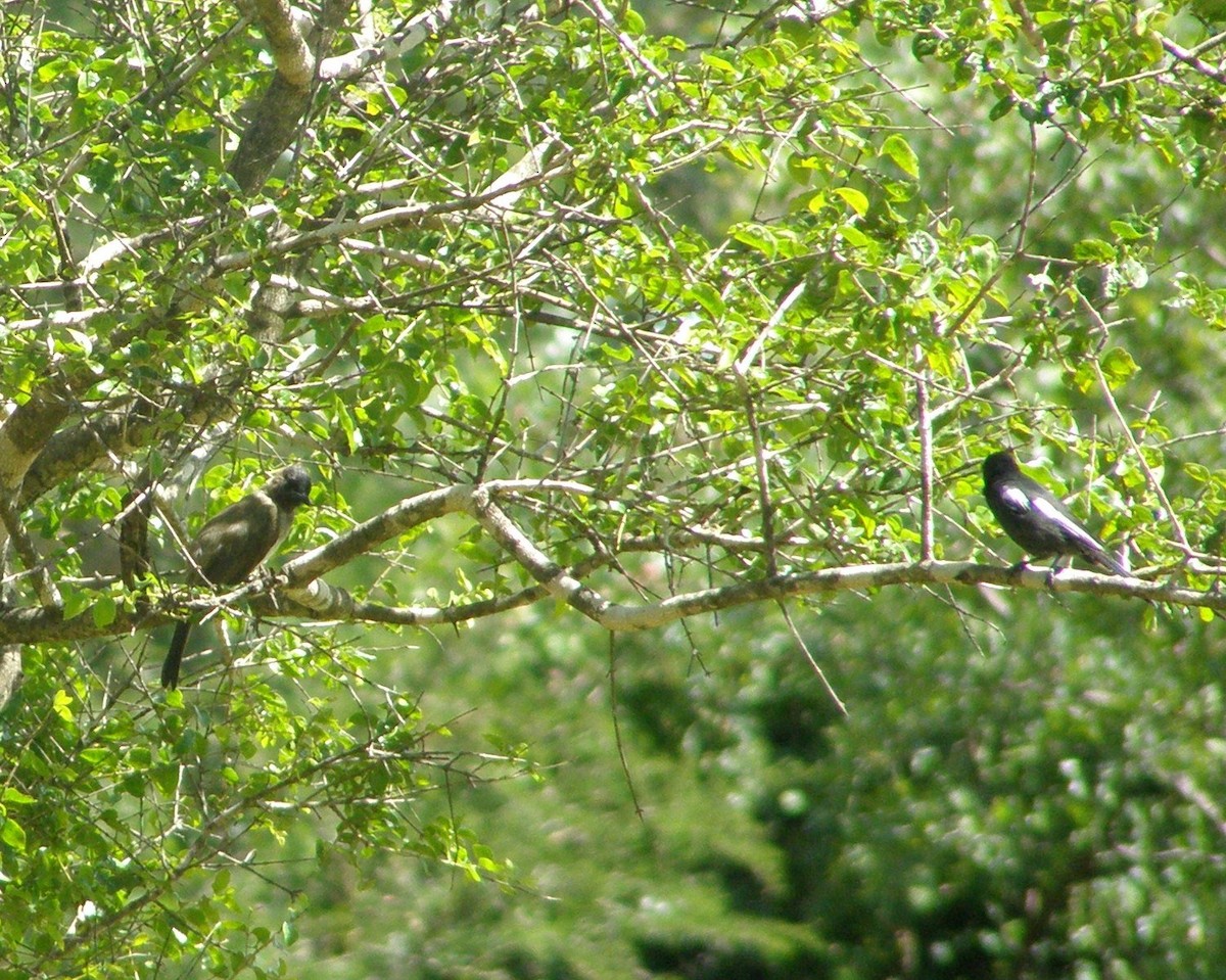 Common Bulbul - ML266194851