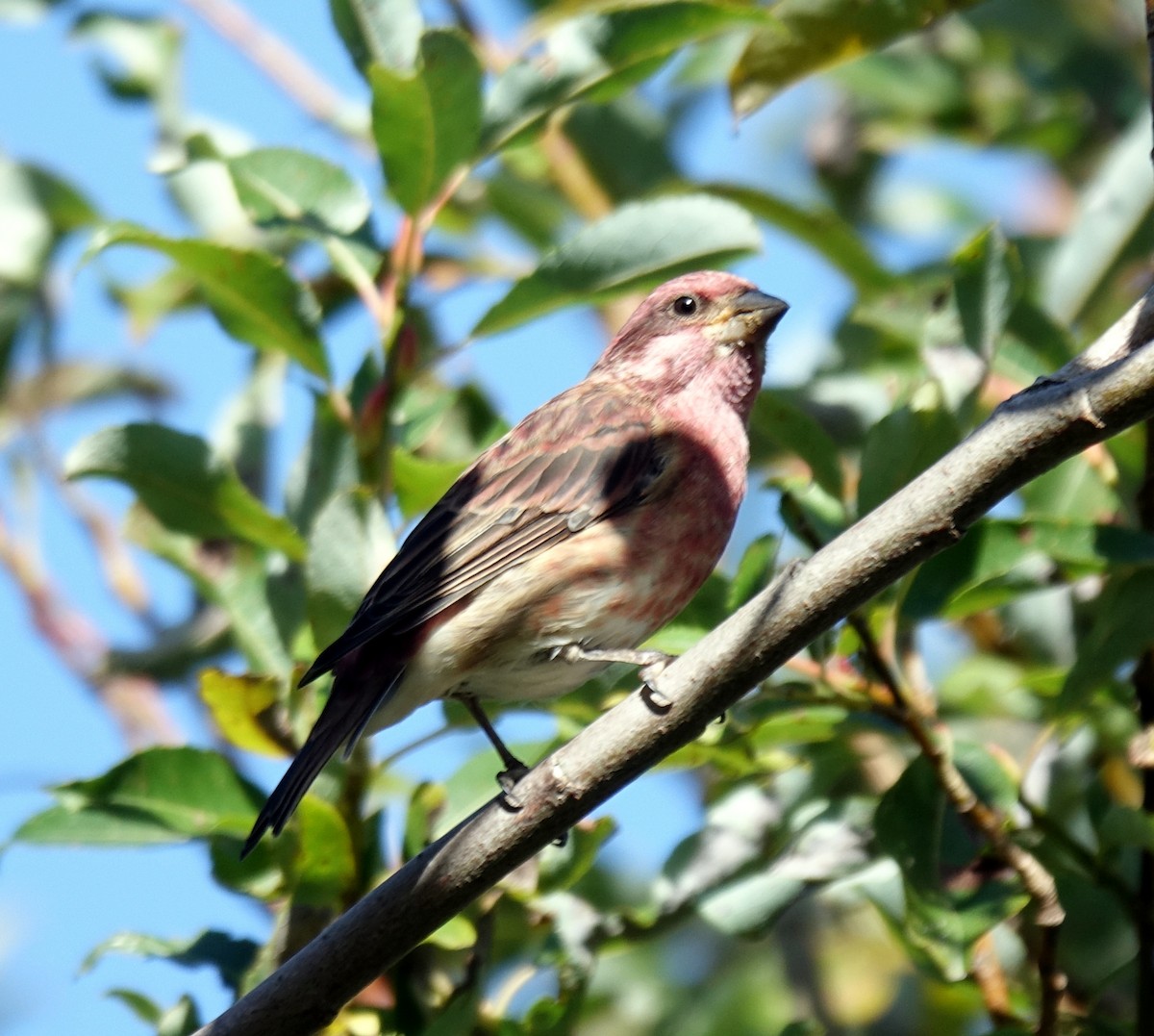 Purple Finch - ML266195481