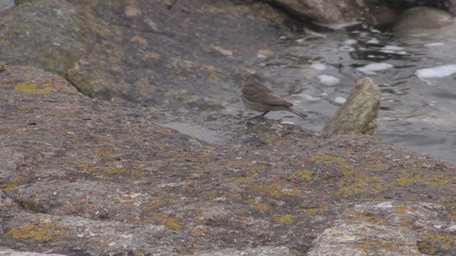 Rock Pipit - ML266195871