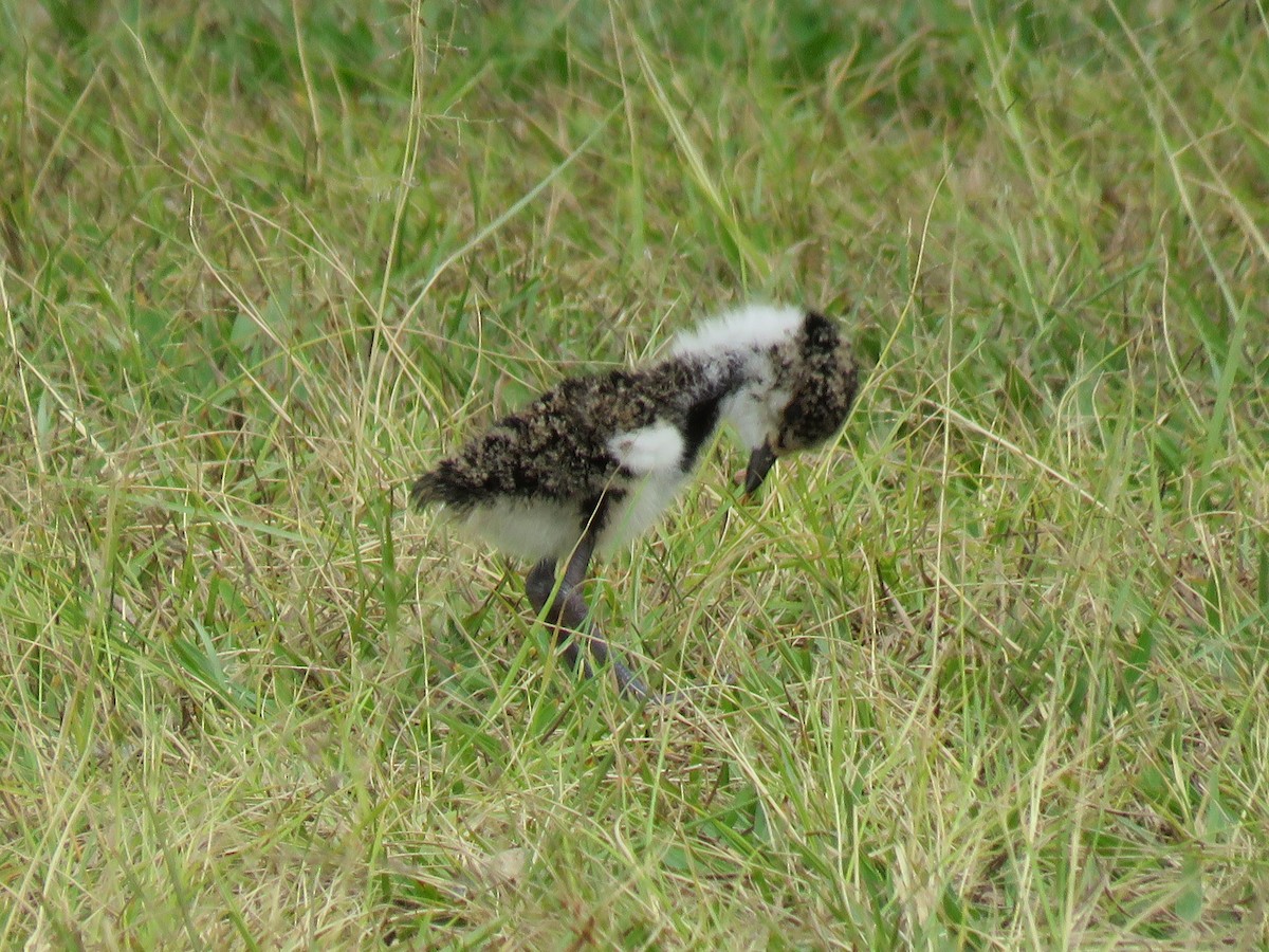 Southern Lapwing - ML266195981