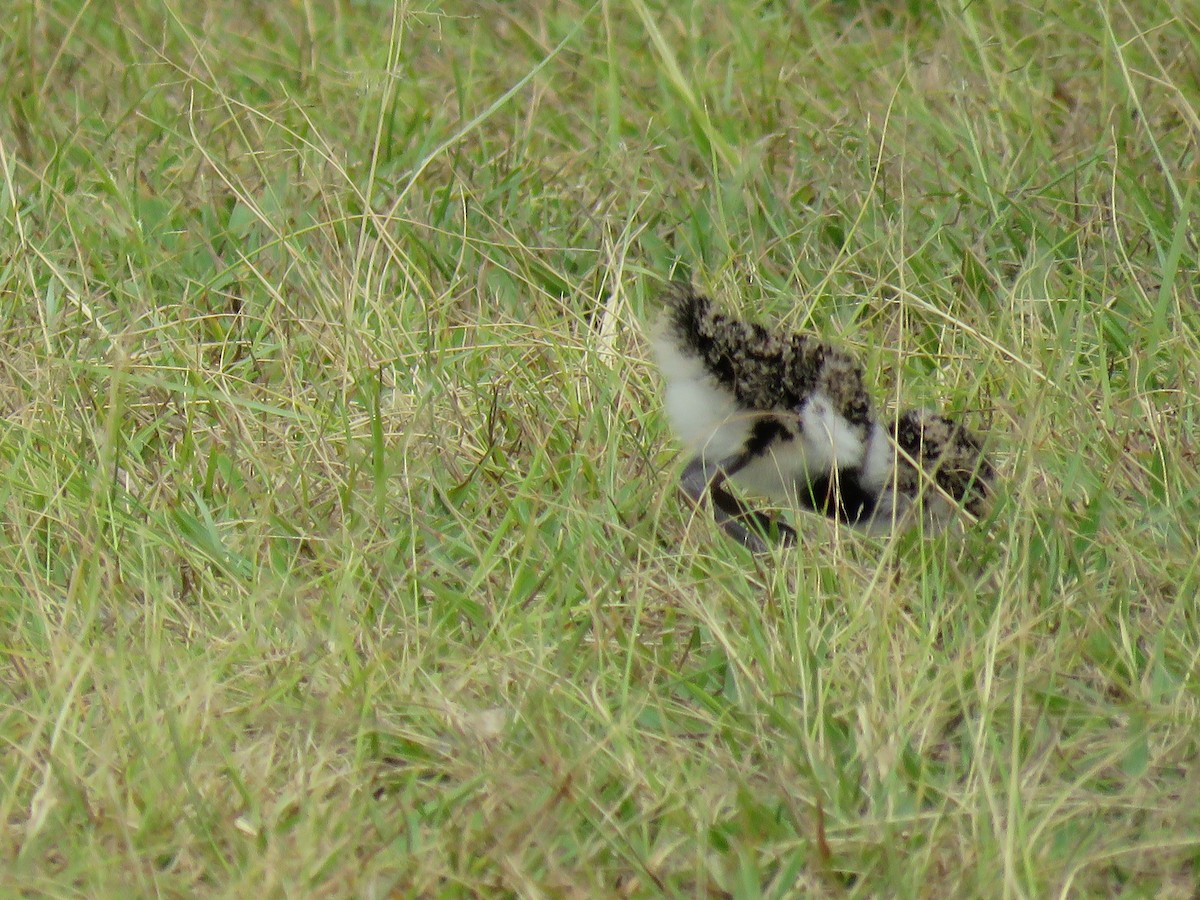 Southern Lapwing - ML266196081