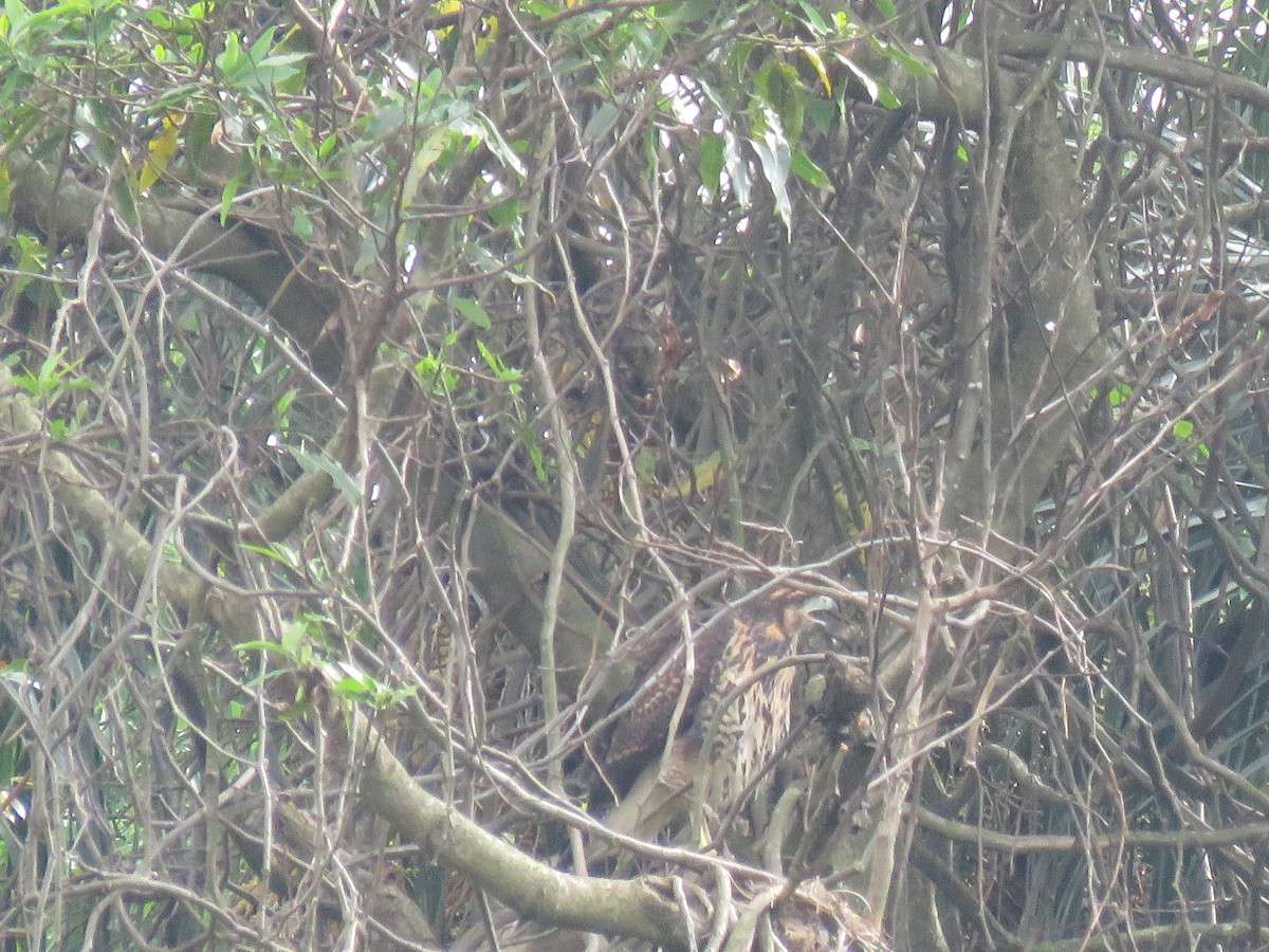 Harris's Hawk - ML266196561