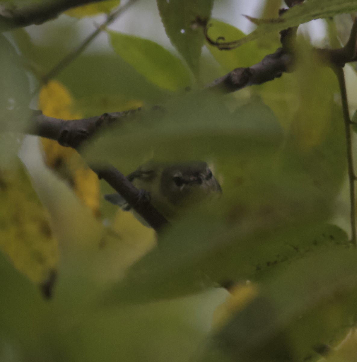 Philadelphia Vireo - Michael Lyman