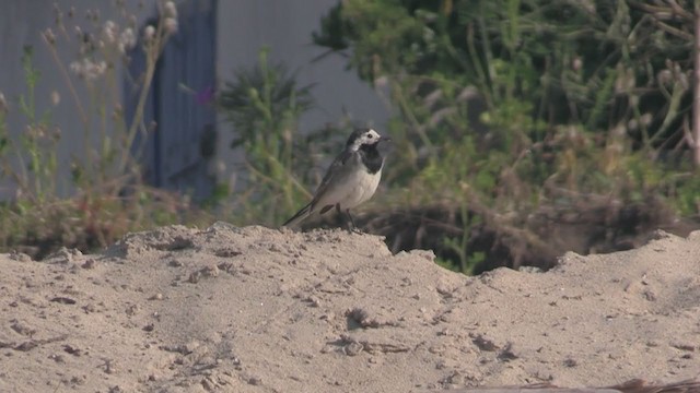 White Wagtail (White-faced) - ML266196971