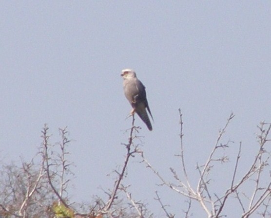 Dickinson's Kestrel - ML266197041