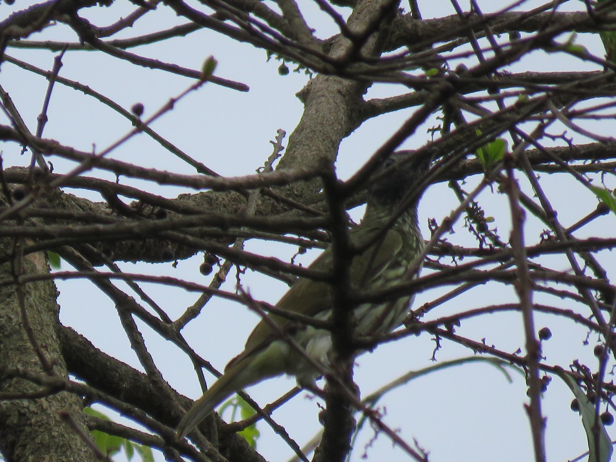 Bare-throated Bellbird - ML266197221