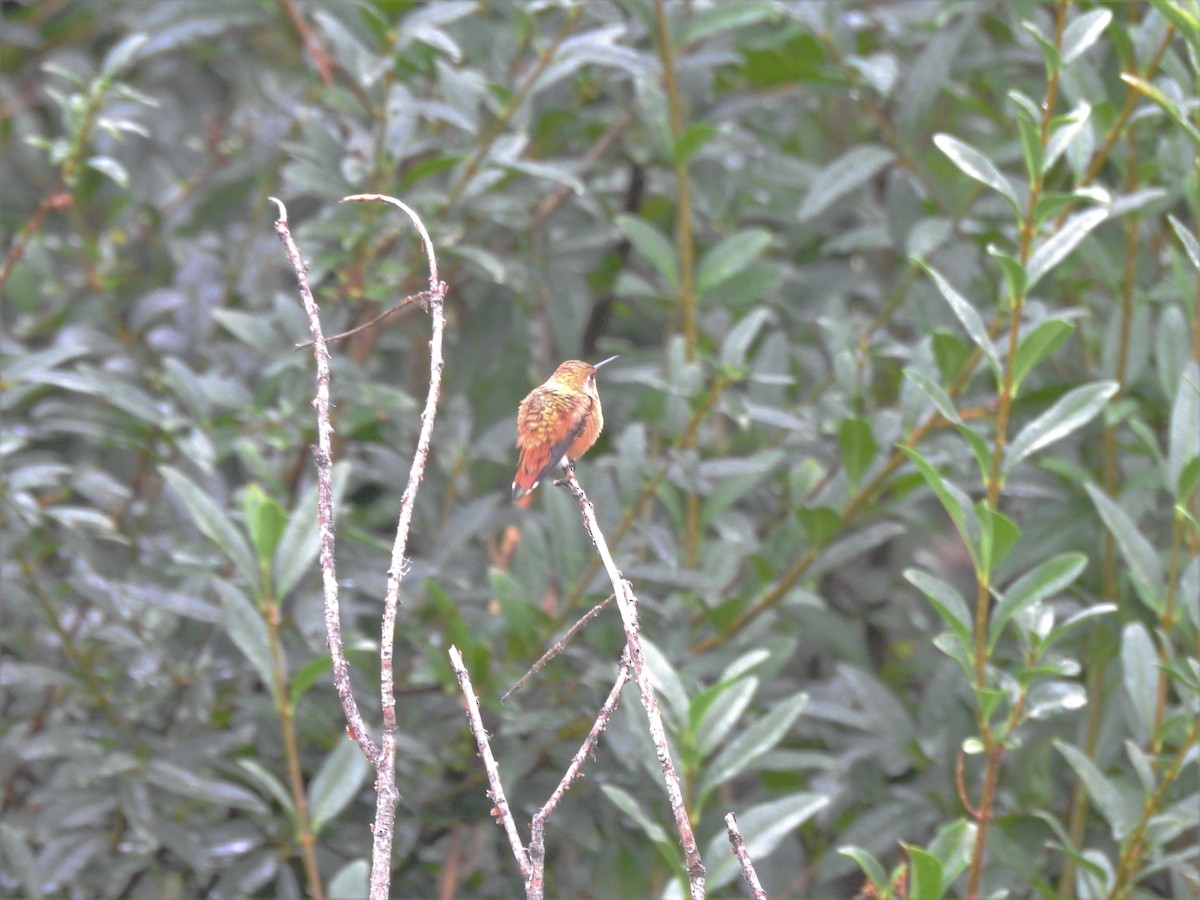 Rufous Hummingbird - ML266197981