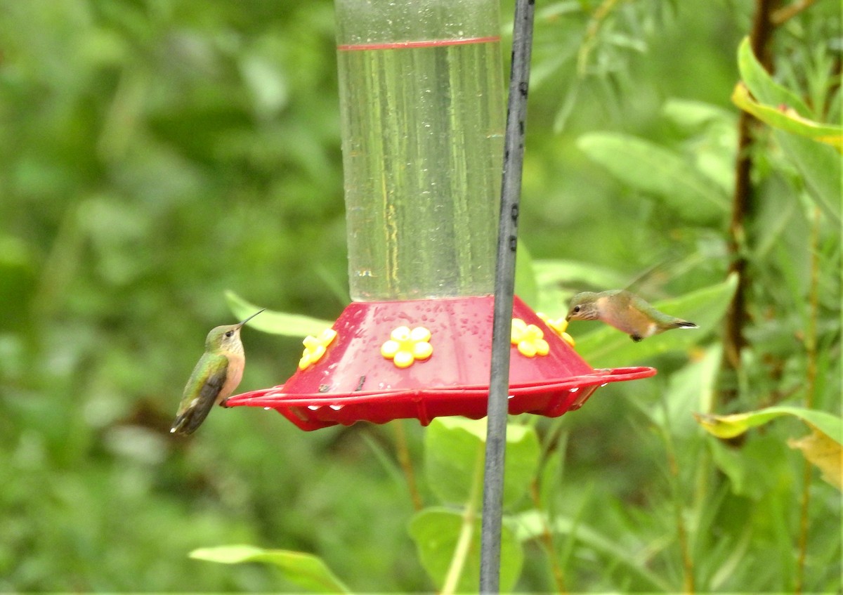 Calliope Hummingbird - ML266198471