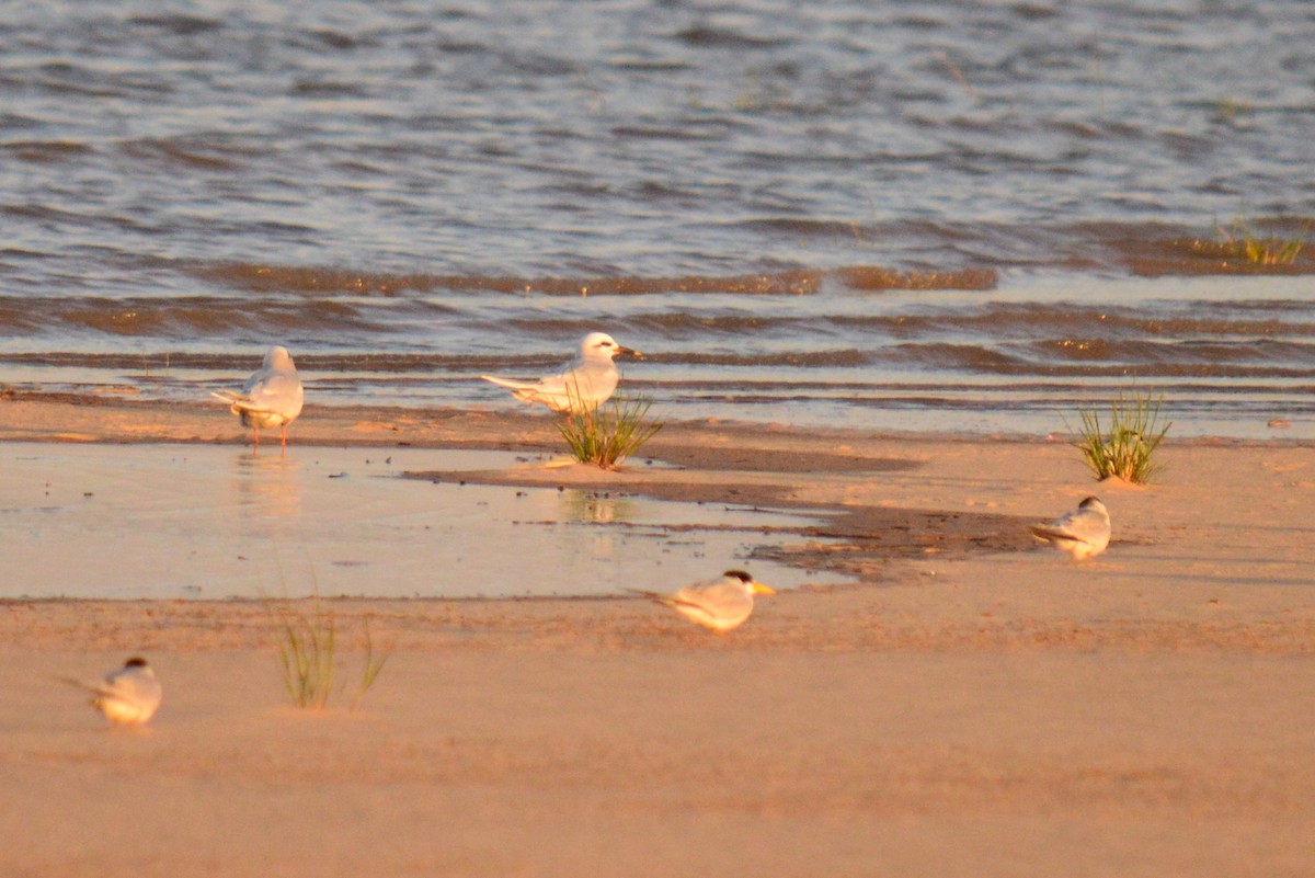 Snowy-crowned Tern - ML266198971