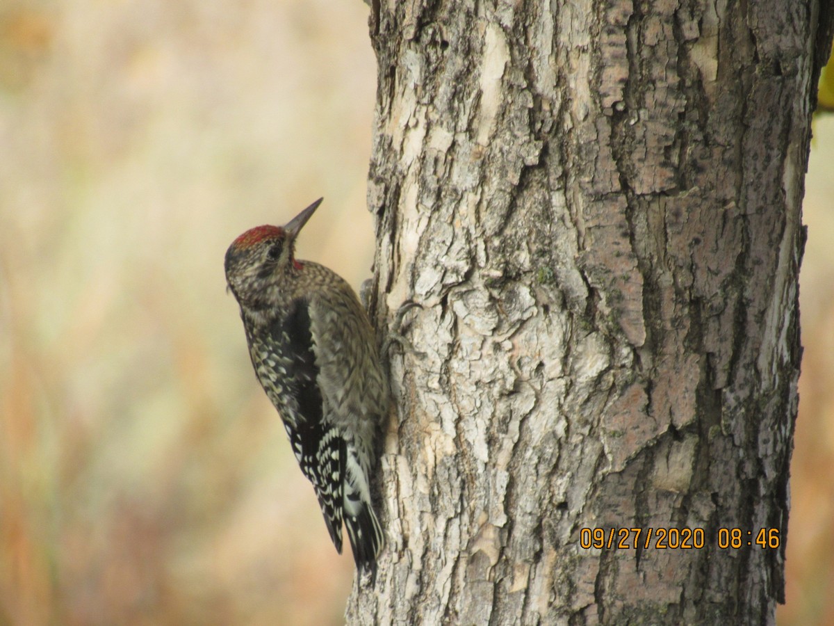 Yellow-bellied Sapsucker - ML266200621