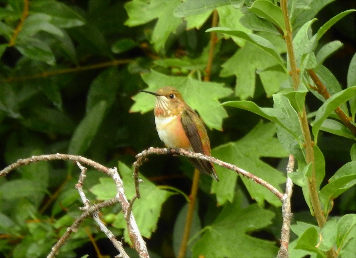 Rufous Hummingbird - ML266201161