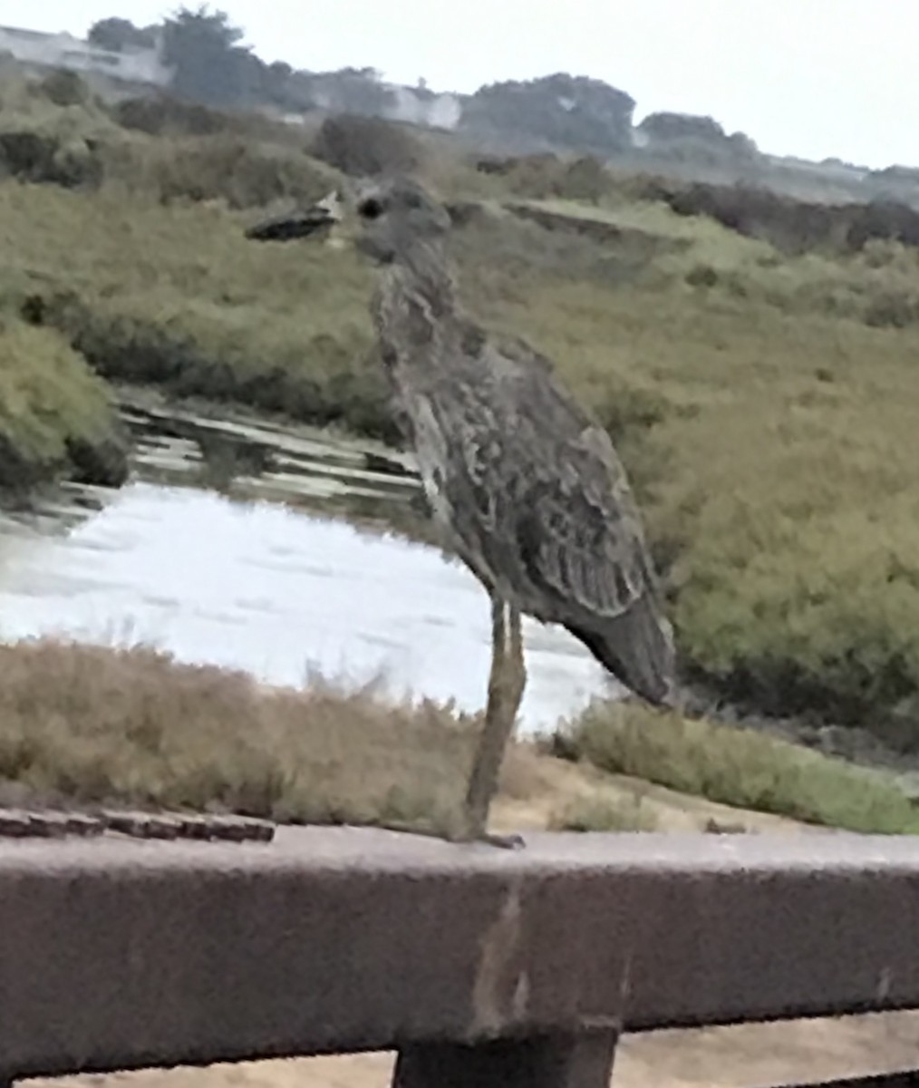 Yellow-crowned Night Heron - ML266203051