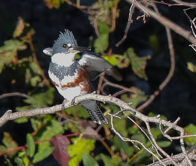Belted Kingfisher - ML266205391