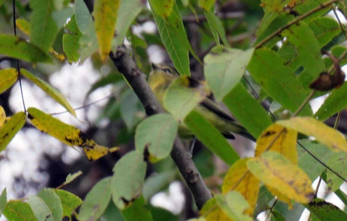 Philadelphia Vireo - Toby Hardwick