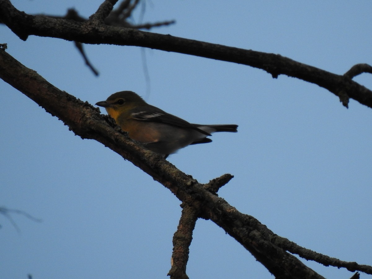 Yellow-throated Vireo - ML266208031