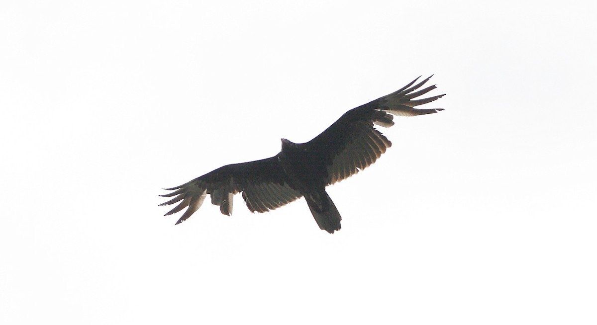 Turkey Vulture - Dave Spier